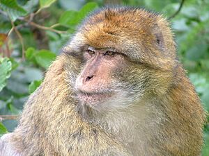 Barbary macaque at trentham
