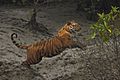 Bengal tiger jumping in Sundarban
