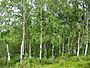 Betula pendula Finland.jpg