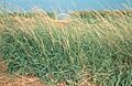 Bouteloua curtipendula