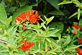 Bouvardia ternifolia 2