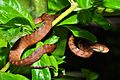 Brown tree snake (Boiga irregularis) (8387580552)