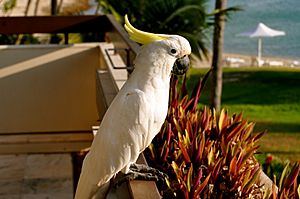 Cacatua galerita -Hayman Island -perching on balcony-8