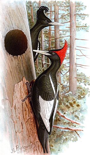 Campephilus imperialisCZ015P03CA1