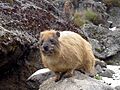 Cape Hyrax Mt Kenya 2