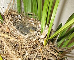Cape Wagtail nestlings 13 days old Motacilla capensis IMG 2431c