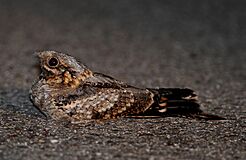 Caprimulgus ruficollis -Portugal-8.jpg