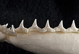 Carcharhinus brachyurus lower teeth