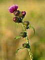 Carduus crispus - Keila