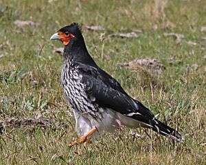 Carunculated Caracara JCB