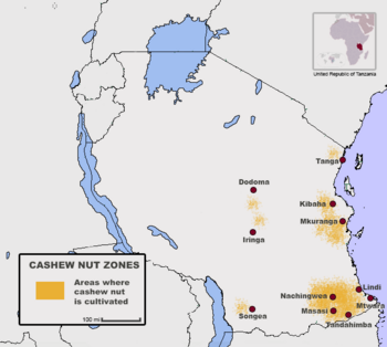 Cashew nut farming areas tanzania