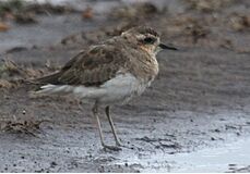 Caspian Plover.jpg