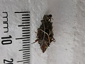 Cebysa leucotelus case