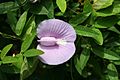 Centrosema virginianum-Big Talbot Island