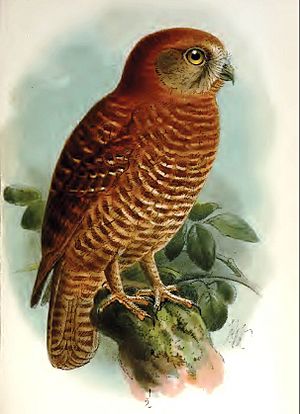 Christmas Island Hawk Owl.jpg