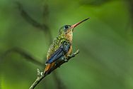 Cinnamon Hummingbird - Mexico S4E8524