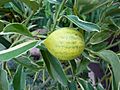 Citrus japonica 'Centennial Variegated' - Kumquat - fruit