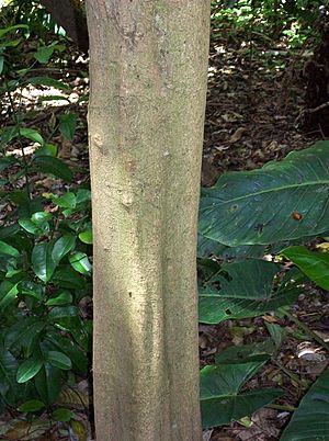 Cryptocarya bidwillii trunk.jpg