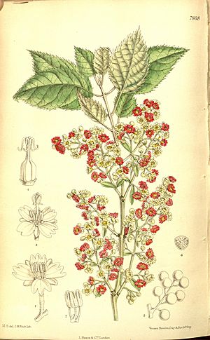 Curtis's botanical magazine (Tab 7868) (8346226885)