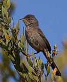 Dartford Warbler Provencegrasmücke (Sylvia undata) by J. Dietrich.jpg