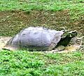 Darwini