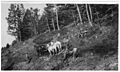 Dayton-Kane Road - Bighorn National Forest - 1920s