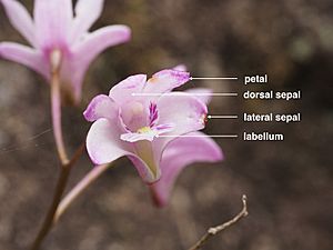 Dendrobium kingianum (labelled)