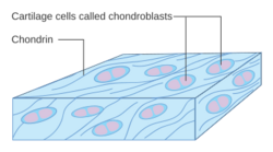 Diagram of cartilage cells called chondroblasts CRUK 032.svg