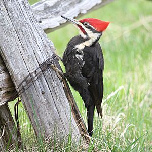 Dryocopus pileatus MP2