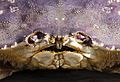Dungeness crab face closeup