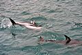 Dusky dolphins
