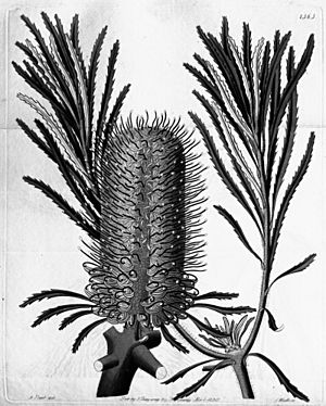 Edwards's Botanical Register Volume 16 Plate 1363 - Banksia littoralis