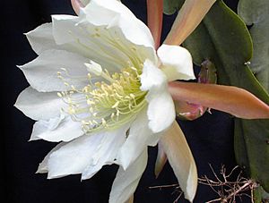 Disocactus crenatus Facts for Kids