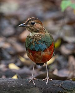 Erythropitta erythrogaster