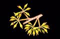Eucalyptus fastigata buds