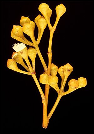 Eucalyptus johnsoniana buds