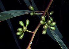 Eucalyptus laeliae buds