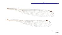 Eurysticta coomalie female wings (34695980591)