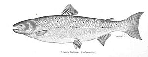 FMIB 35974 Atlantic Salmon (Salmo salar)