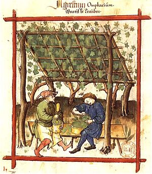 Fabrication du verjus BnF Latin 9333 fol. 83