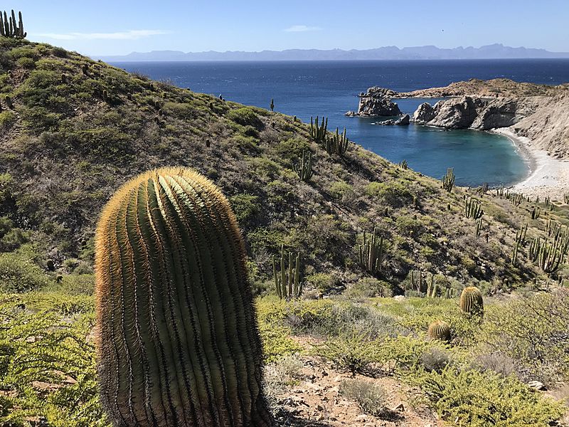 Ferocactus diguetii 28752051