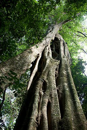 Ficus chirindensis in Chirinda Forest, Bart Wursten