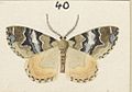 Fig 40 MA I437612 TePapa Plate-XIII-The-butterflies full (cropped)
