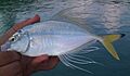 Fringefin trevally