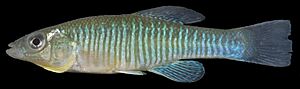 Fundulus diaphanus RR 08-11-19 0560 (48532888296)