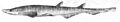 Galeus atlanticus1