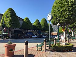 Glendora Village with its famous Ficus trees