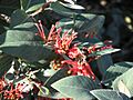 Grevillea sp. Mt Burrowa