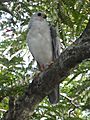 Grey goshawk 1 SF20361 01