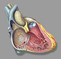 Heart right anatomy